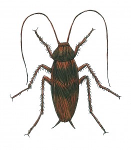 Brown-banded Cockroach