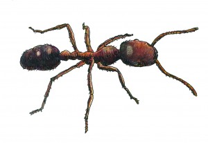 Fire Ants