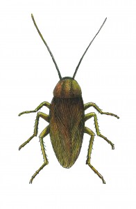 overhead view of a German Cockroach 