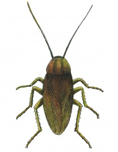 German Cockroach