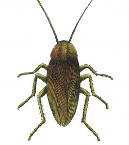 German Cockroach