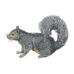 Gray Squirrel