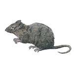 Norway Rat