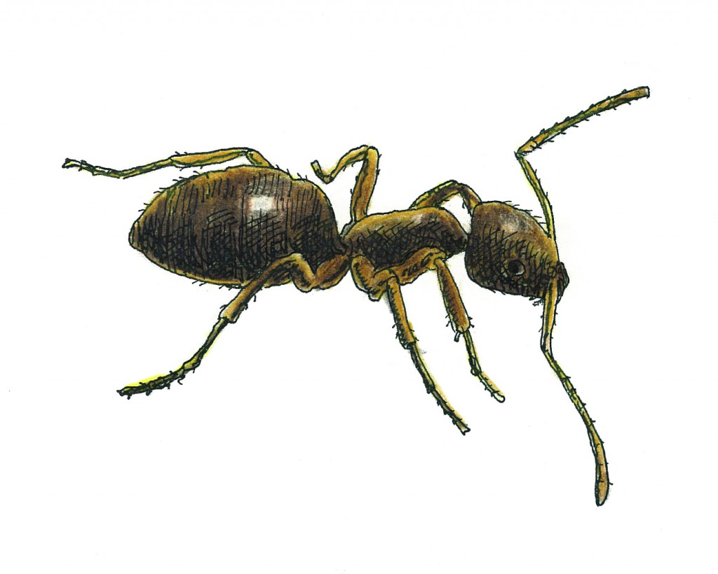 Odorous House Ant | Northwest Exterminating