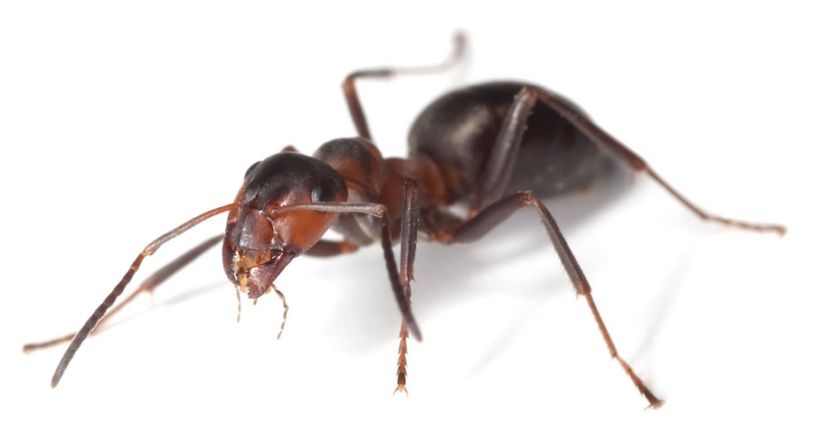 acrobat ant acrobat ant