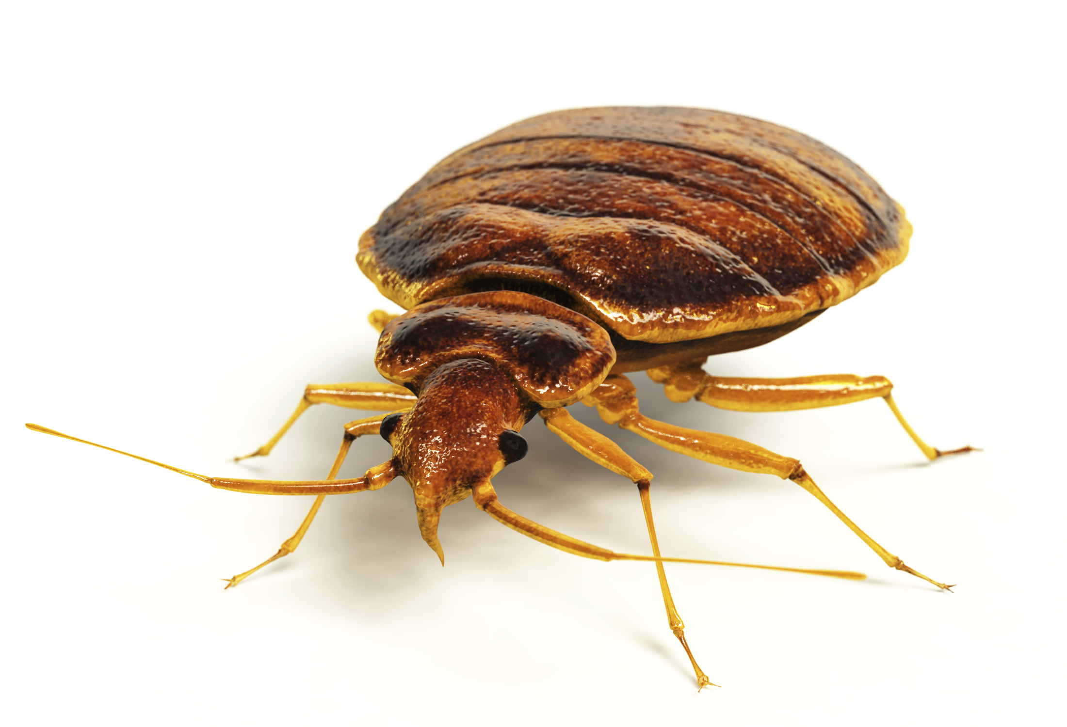 Show me a bed bug