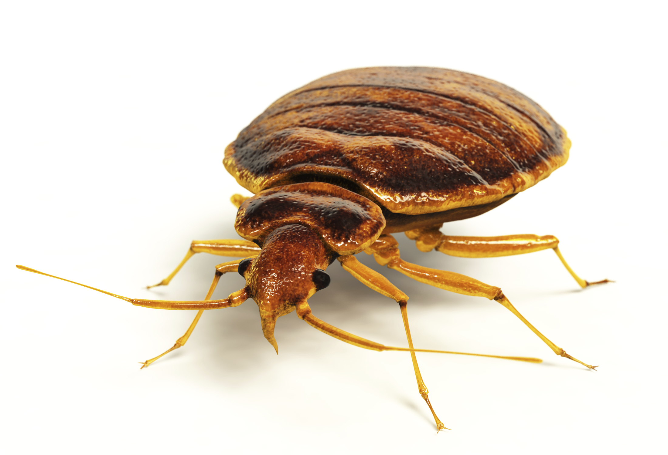 The Dreaded Hitchhikers...The Bed Bugs | Atlanta Pest Control