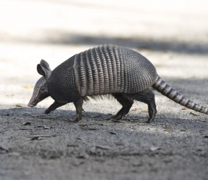 Armadillo