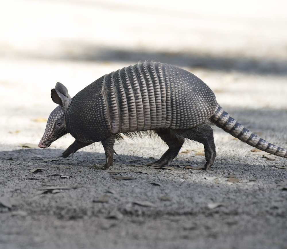 Armadillo