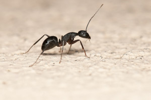 Carpenter ants