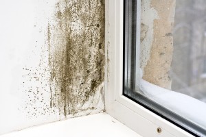 prevent mold