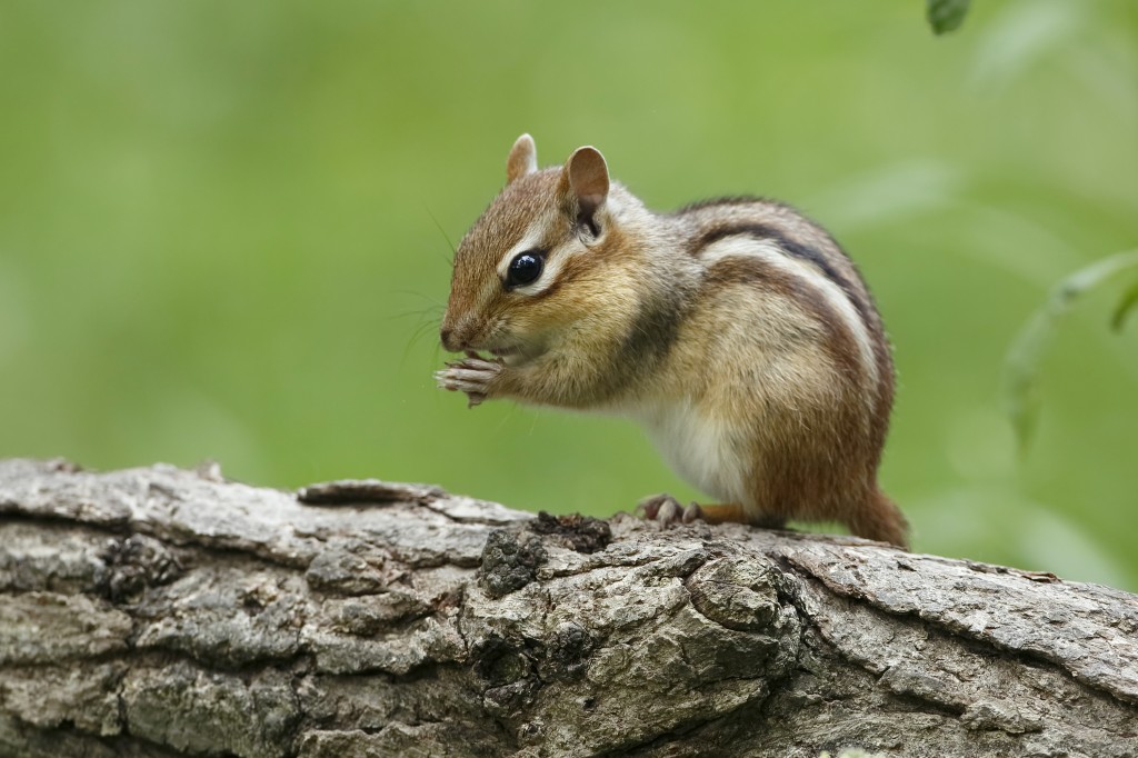 Chipmunk Northwest Exterminating