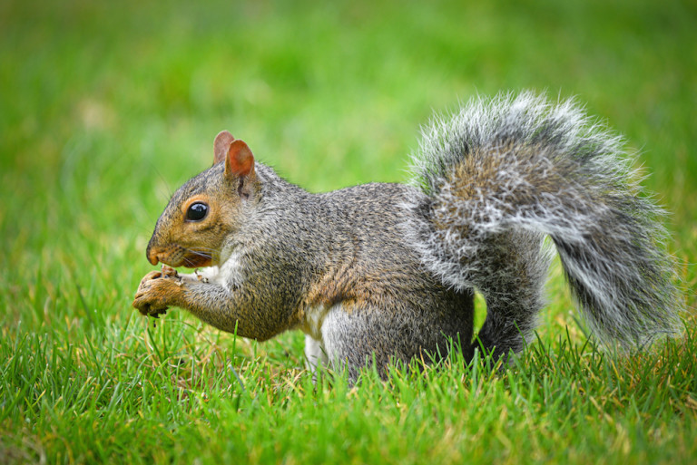 Gray Squirrels - Identification | Threats | Treatment
