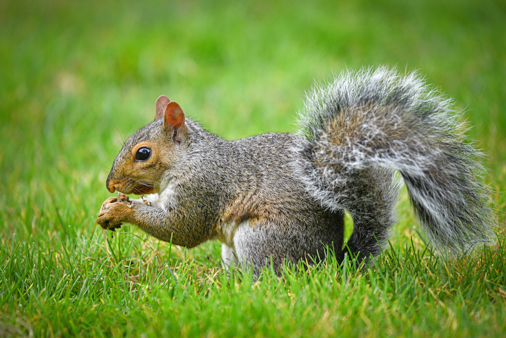 Gray Squirrel