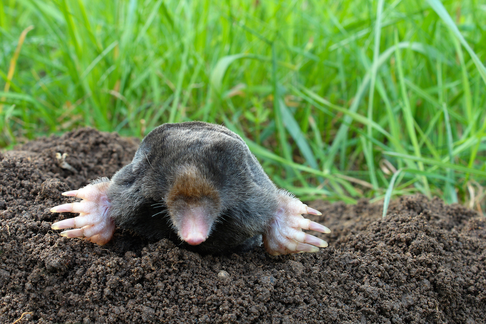 moles