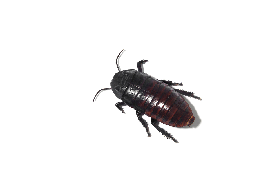 oriental cockroach