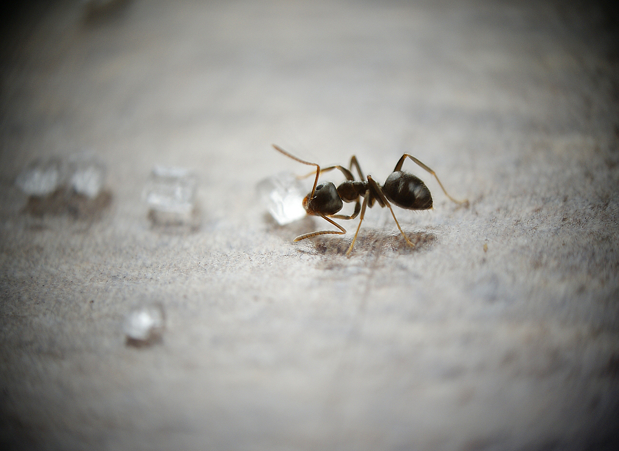 argentine sugar ant