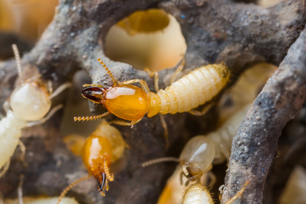 Termite Northwest Exterminating