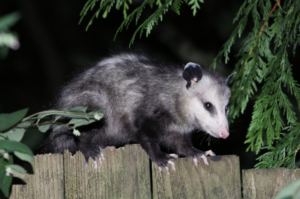 Opossum Northwest Exterminating