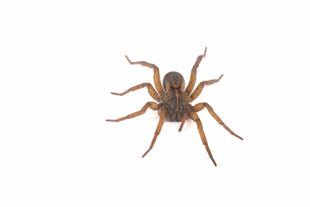 Wolf Spider Wolf Spider