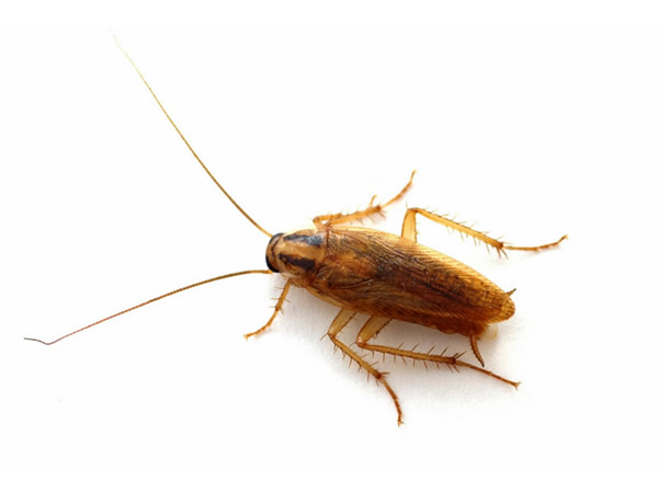 A german cockroach on a white background