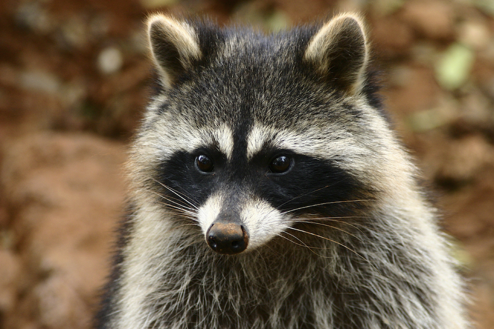 raccoon