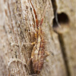 springtail springtail