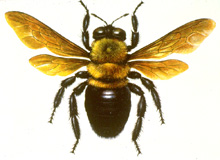 carpenter bee-uga website