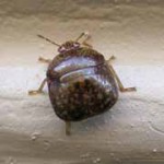 kudzu bug stink bug