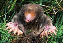 mole peeking out of the grass