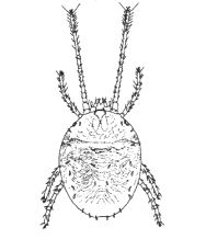 drawing of a clover mite