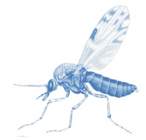 drawing of a sand gnat