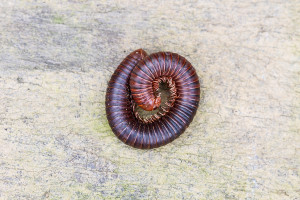 coiled up red millipede