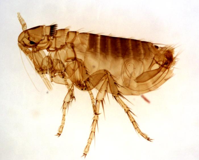 old photograph of a flea