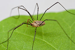 granddaddylonglegs or harvestman on a leaf