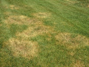 damaged lawn