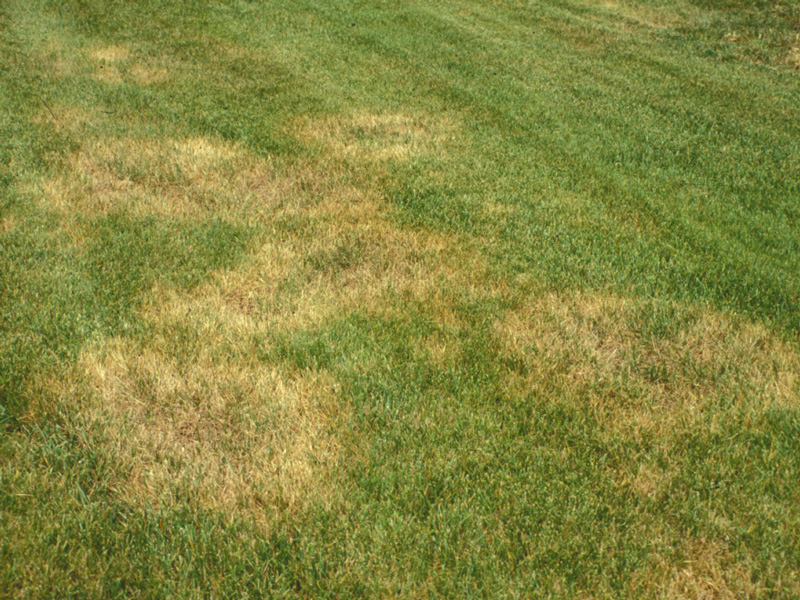 How To Get Rid Of Yellow Spots In Your Lawn Northwest Exterminating