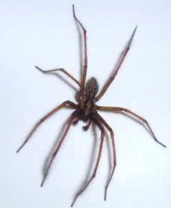 common house spider with a white background