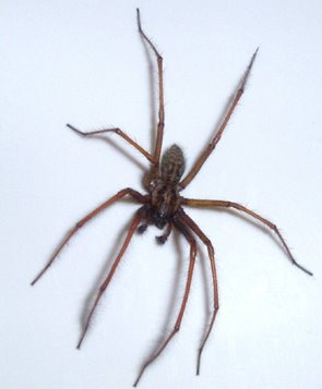 Common House-spider