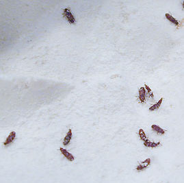 red flour beetles