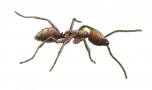 drawing of an Argentine Ant with a white background