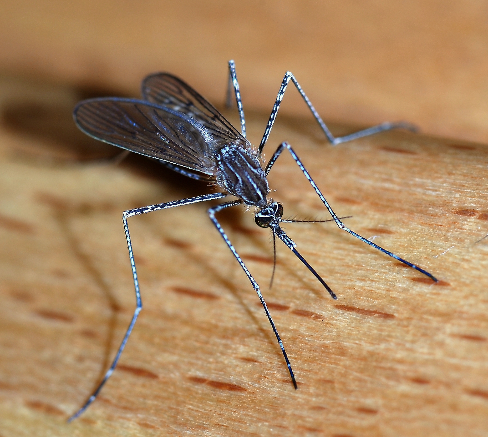 mosquito on a wood surface