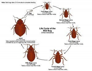 lifecycle of a bed bug