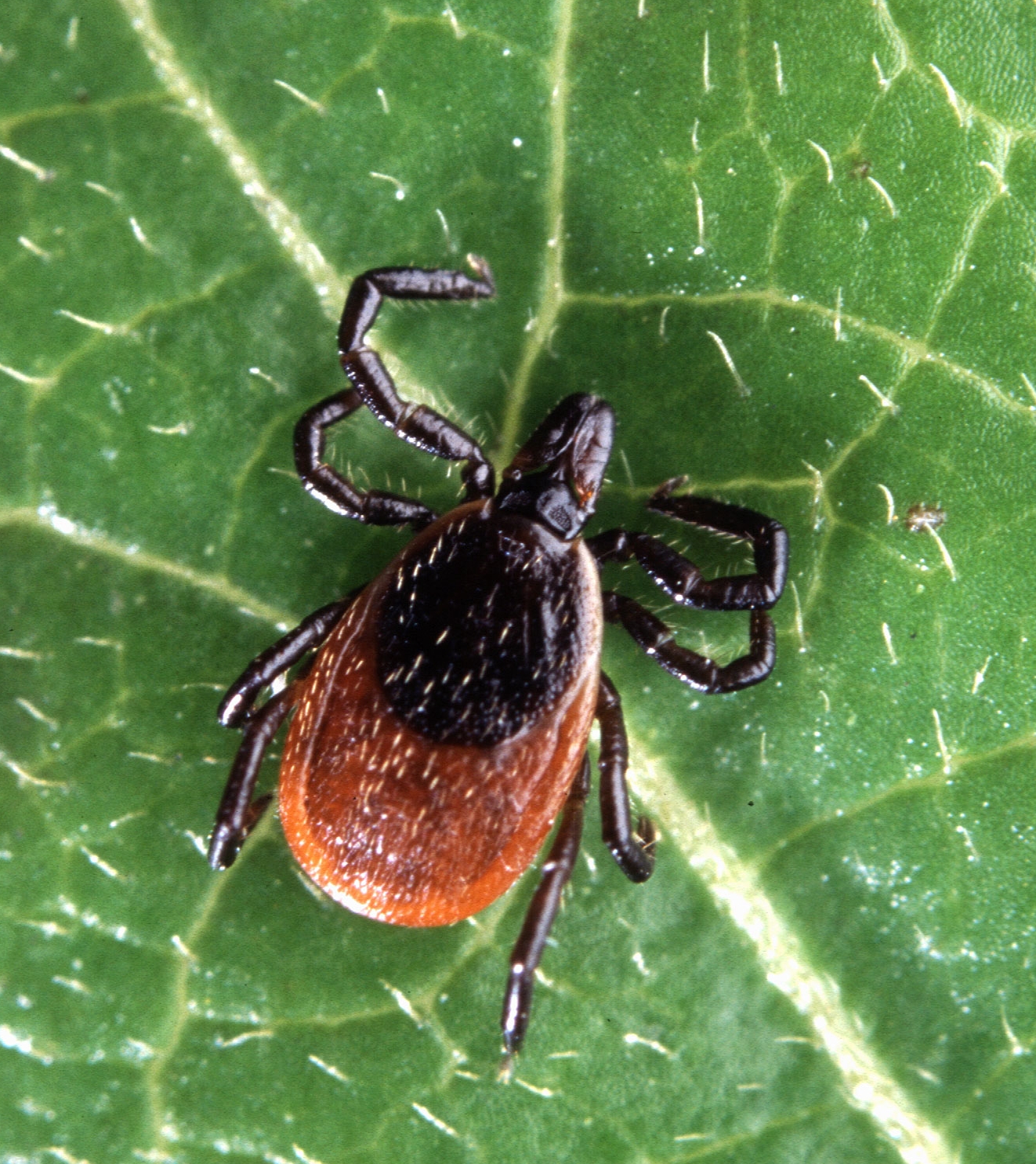 overhead view of a deer tick on a leaf