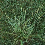 Crabgrass