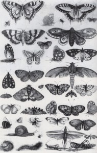 Wenceslaus Hollar, Forty-One Insects, Moths and Butterflies, 1646 