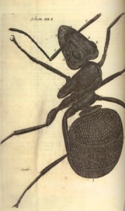 Robert Hooke, Ant, from Micrographia London, 1665 