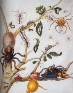 Maria Sibyla Merian, Branch of guava tree with leafcutter ants, army ants, pink-toed tarantulas, c. 1701-5 