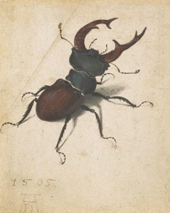 Albrecht Durer, Stag Beetle, 1505