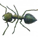 Acrobat Ant